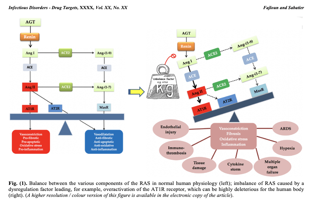 Équilibre entre les différentes composantes du SRA au niveau de la physiologie humaine normale (à gauche) ; déséquilibre du SRA causé par un facteur de dérégulation entraînant, par exemple, une suractivation du récepteur AT1R, ce qui peut être hautement délétère pour le corps humain (à droite).